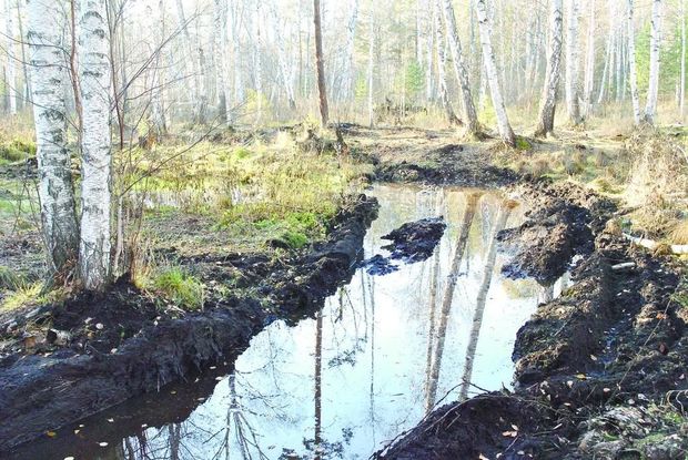 Neftçalada təbiətə 50 min manat ziyan vurulub