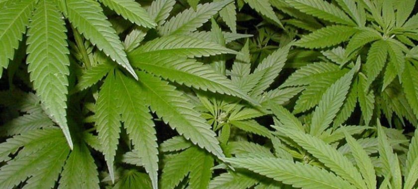 Mərdəkan sakininin həyətində çətənə kolları aşkarlandı