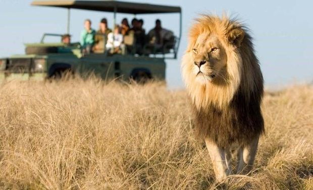 Şir sahibinə hücum etdi – VİDEO
