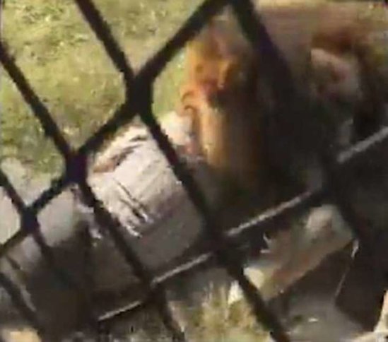 Ürəyi zəif olanlar izləməsin - Aslan yaşlı adama hücum etdi və.../ VİDEO