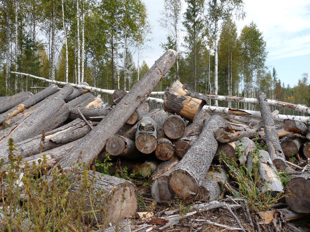 Gəncədə təbiətə 8400 manat ziyan vurulub - FOTO
