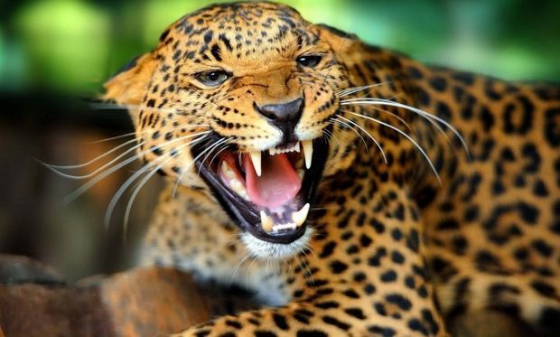 Leopard üç yaşlı uşağı yedi