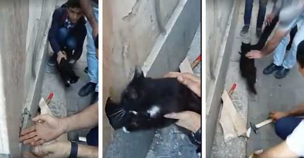 Bakı sakini pişiyi xilas etmək üçün obyektin divarını dağıtdı – VİDEO