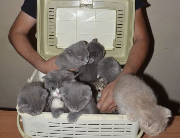 “Şotland pişikləri”ni ölkədən çıxaran şəxs saxlanıldı