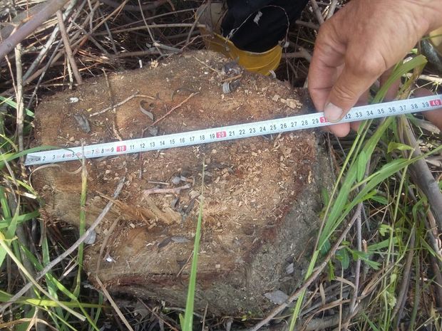 Kürdəmir sakini təbiətə 2200 manat ziyan vurub - FOTO