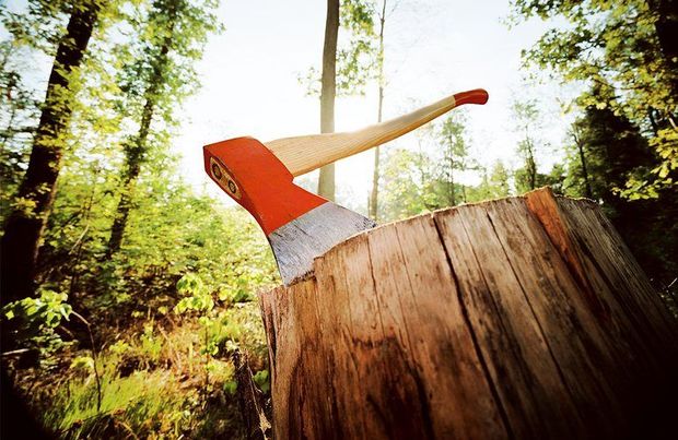 Ağac qətliamına görə cinayət işi açıldı