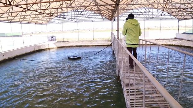 Polis rəisi özünə yeni balıq vətəgəsi alıb