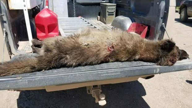 Zooloqlar çaşqınlıq içində: müəmmalı yırtıcı – FOTO