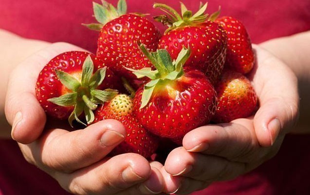 Bizim çiyələkdə zərərli maddələr varmı?