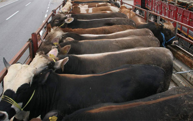 Həmyerlisinin 4500 manatlıq mal-qarasını oğurlayıb