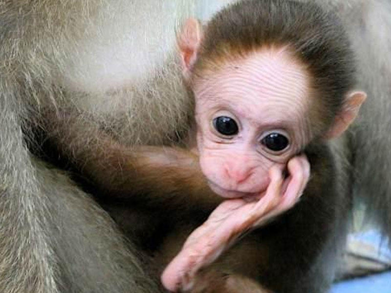 Yeni təhlükəli virus yayılıb - Meymun qripi