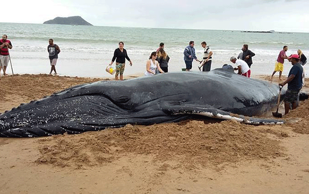Ölən balinanın mədəsindən 7 kiloqram plastik qab çıxdı - Video