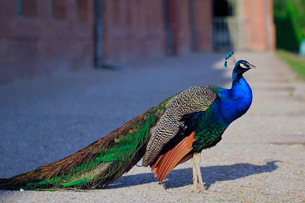 Selfiyə görə tovuzquşunu ölənə qədər incitdilər