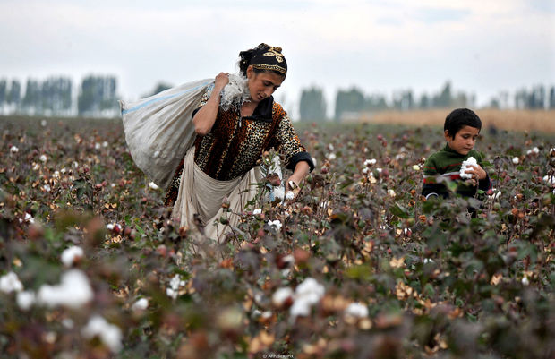 Pambıq tarlasında zəhərlənənlərlə bağlı - Rəsmi açıqlama