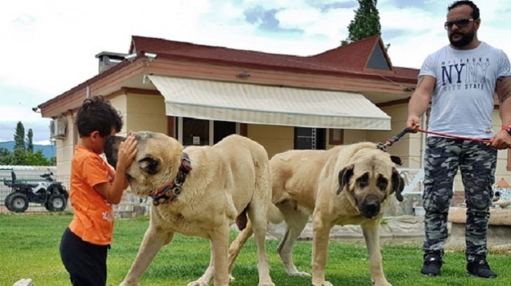 Azərbaycanda nazir oğlunun çoban iti alması Türkiyə mediasında- FOTOLAR