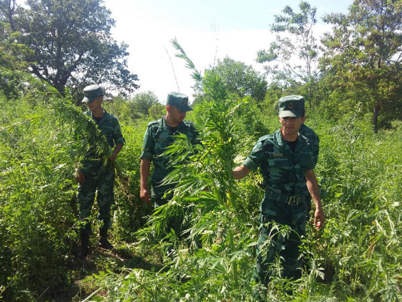 Azərbaycanın sərhəd ərazisində 940 kq narkotik maddə aşkarlandı - FOTO