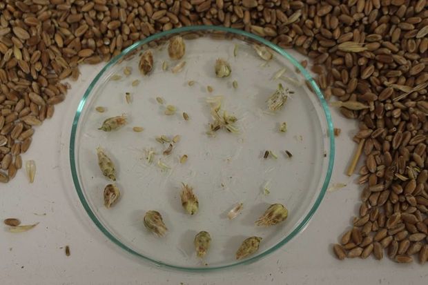 Rusiyadan gətirilən buğdada təhlükə aşkarlandı - FOTO