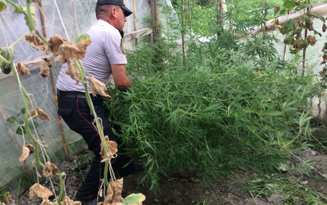 Parnikdə narkotik becərən qardaşlar - Foto