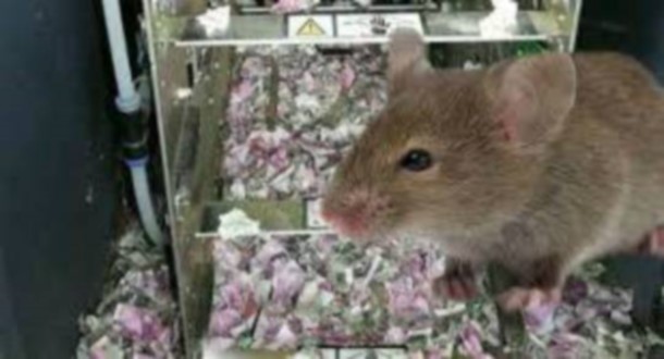 Bankomata girən siçanlar 4,5 milyon manat pul yedilər – Foto