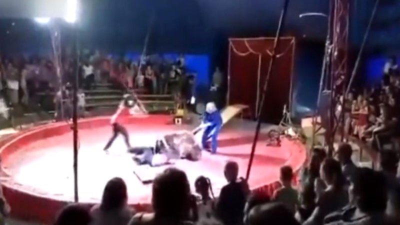 Rusiya sirkində dəhşət: Ayı təlimçini parçaladı – Video