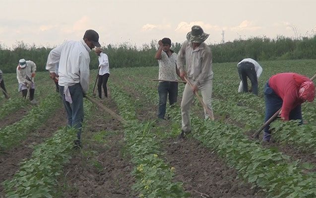 19 pambıqçı da Tərtərdə zəhərləndi
