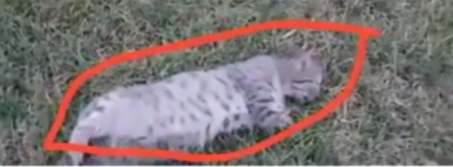 Bakıda ağlasığmaz vəhşilik: Pişiyin ayaqlarını kəsdilər - Ürəkparçalayan VİDEO