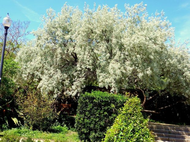 Bir iydə ağacı kəsdi, 2500 manat cərimələndi