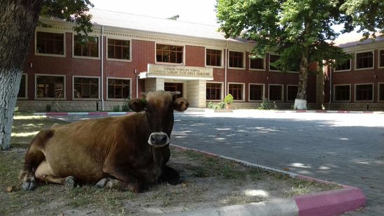 Azərbaycanda biabrçılıq: Səməd Vurğunun adını daşıyan məktəb fermaya çevrilib - VİDEO