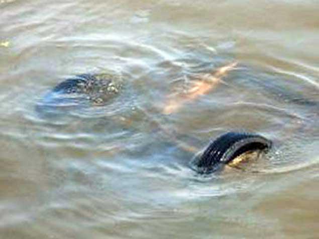 SON DƏQIQƏ: Qoşqulu traktor kanala aşıb, 14 qadın və uşaq ölüb