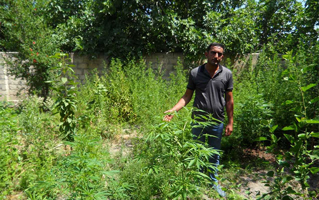 Həyətində narkotik yetişdirdi - Fotolar