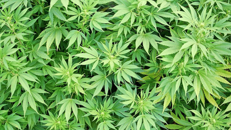 Masallıda çətənə kolları əkən şəxsl saxlanıldı