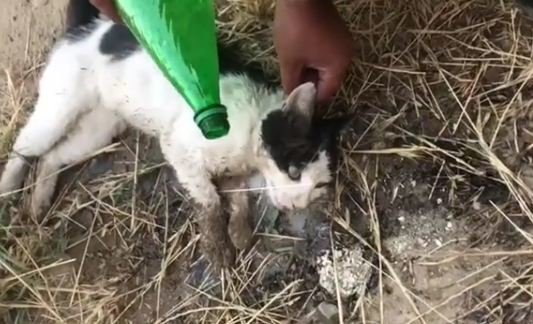 ÜRƏYİ ZƏİF OLANLAR BAXMASIN! Bakıda ağlasığmaz vəhşilik - VİDEO