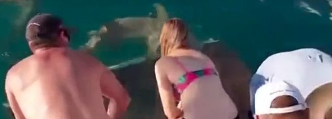 Akula onu yemləyən qızı parçalamaq istədi - VİDEO