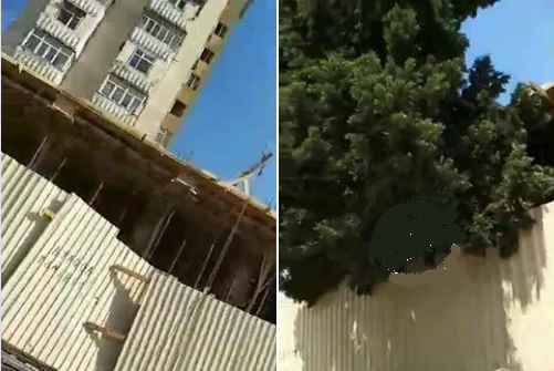 Bakıda ağaclara qarşı terror davam edir - VİDEO