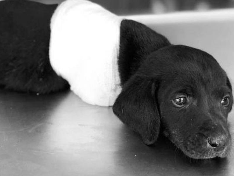 Türkiyədə heyvana qarşı daha bir vəhşilik - Təcavüz edib, yandırdılar - FOTO