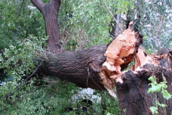 Gəncədə 16 ağac kəsən şəxs 4380 manat cərimələndi