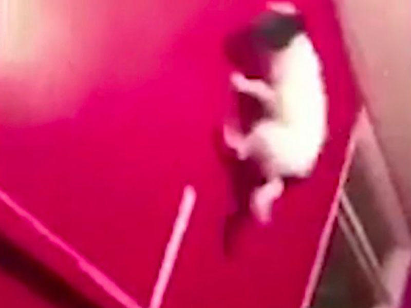 İt balasını dəfələrlə divara çırpdılar - VİDEO - FOTO