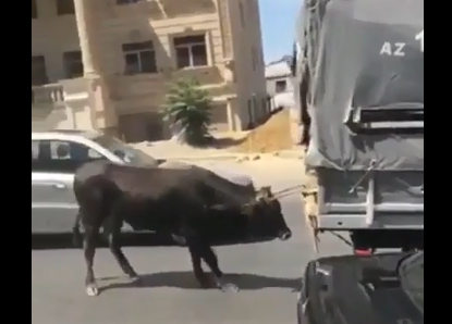 Bakıda biabırçı mənzərə – dananı yük maşınının arxasına bağlayıb sürdü - VİDEO