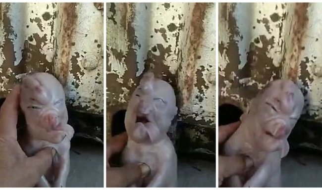 İnsan üzlü donuz doğuldu - VİDEO