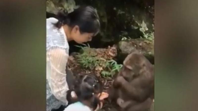 Meymun ana və qızı zooparka gəlməsinə peşman etdi - VİDEO