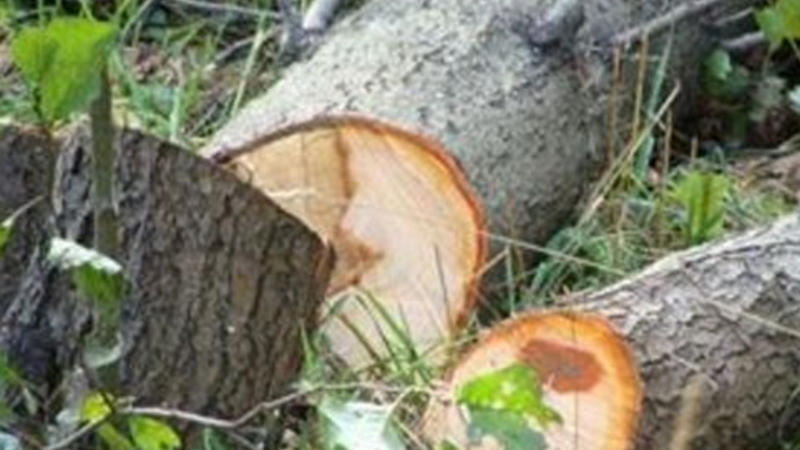 Nazirlik ağac kəsənlərlə bağlı Baş Prokurorluğa müraciət etdi