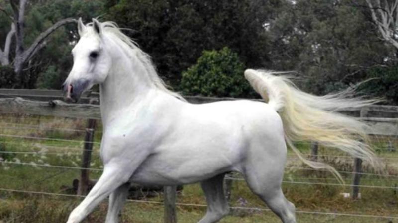 Ata təcavüz edən şəxsin ifadəsi şoka saldı: