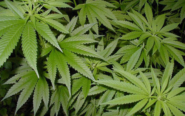 Həyətlərində çətənə kolları əkdilər