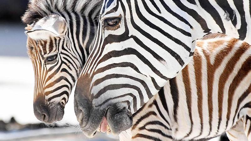Zooparkdakı bu saxtakarlıq dünyanın gündəmi oldu – FOTO