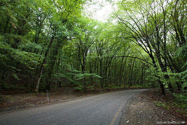 Azərbaycanda ağac kölgəsini ərəbə pulla “satdılar” - VİDEO