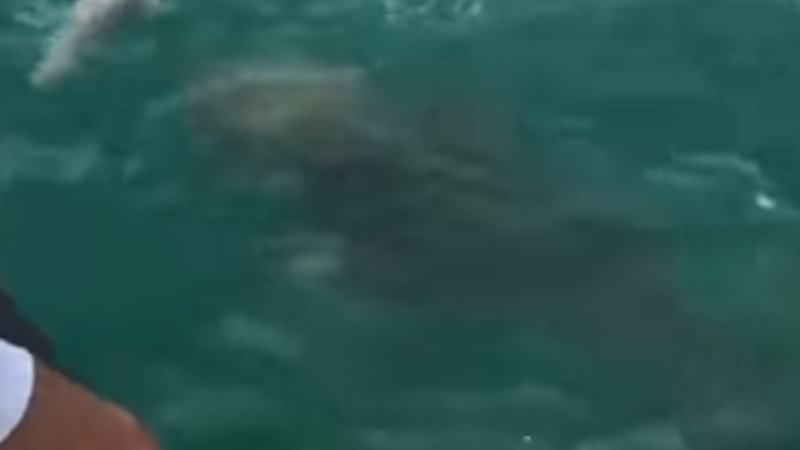 Nəhəng yırtıcı köpək balığını yedi - ANBAAN VİDEO