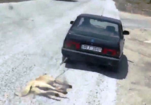 Qandonduran olay: İti maşının arxasına bağlayıb sürüdü - VİDEO