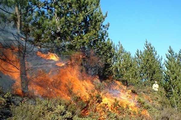 Ağsuda meşə yanır