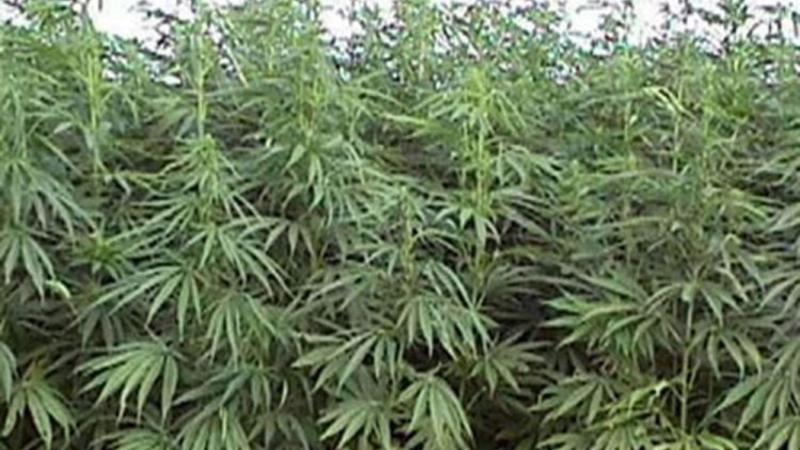 2 tondan artıq narkotik məhv edildi