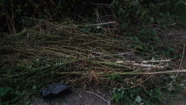 Meşədə narkotik əkən şəxs tutulub - FOTO